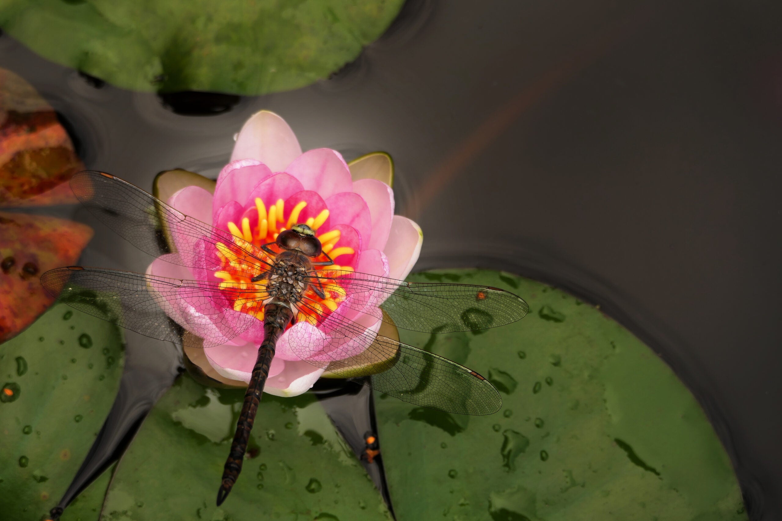 biodiversity esg blog insect flower pink cority