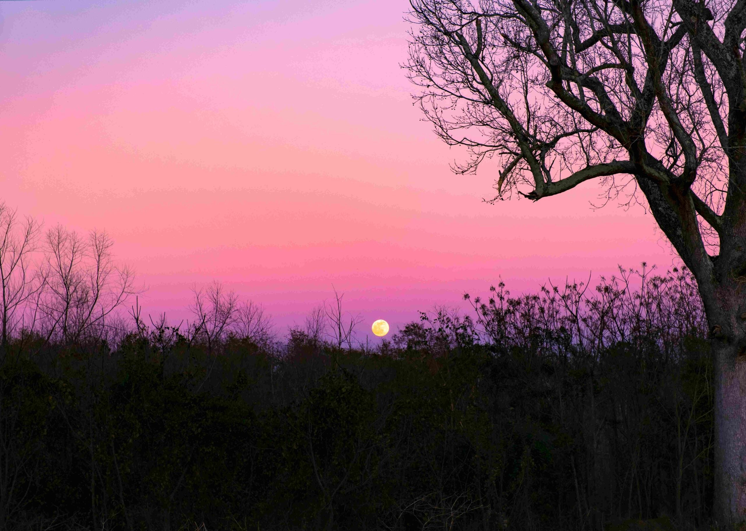 blackrock 2022 letter blog sunset trees pink cority