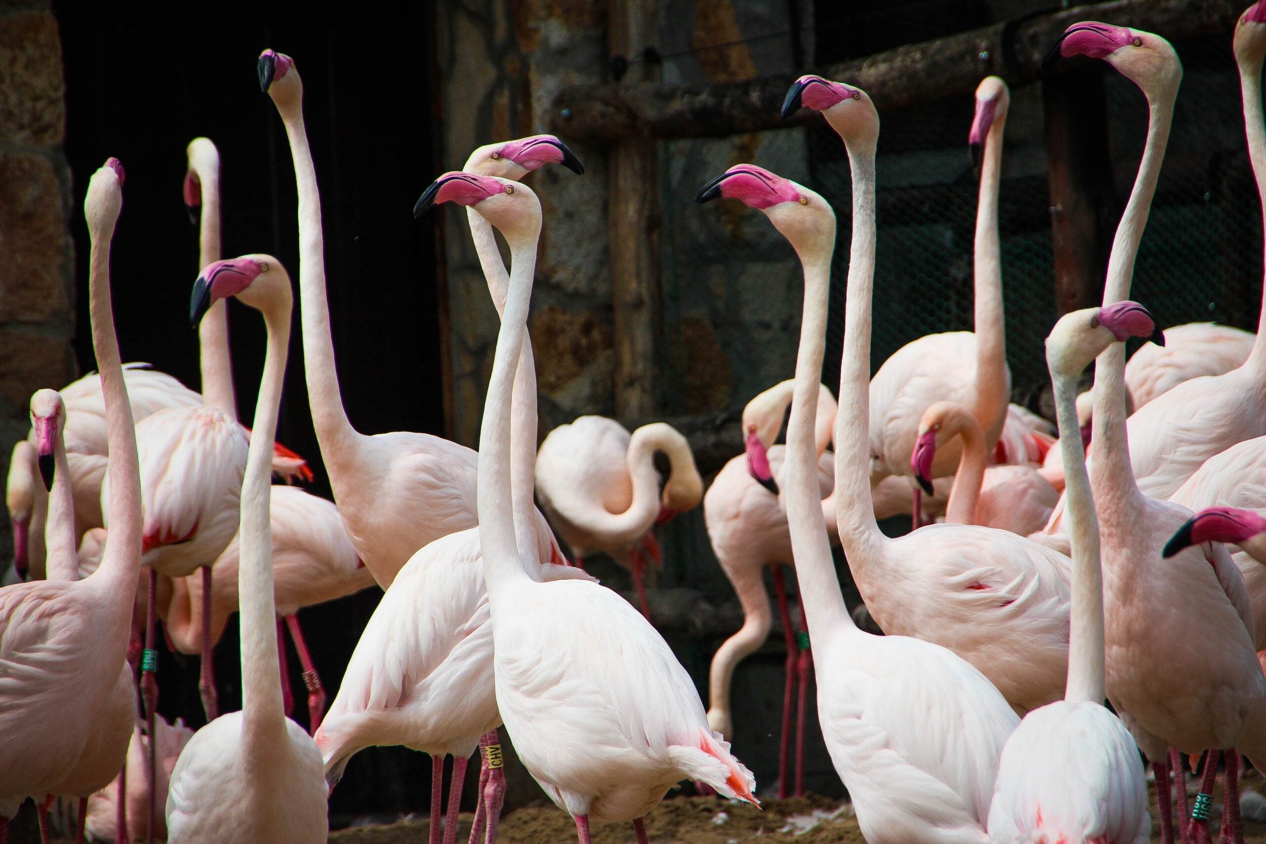 sustainability procurement challenges blog flamingos pink cority