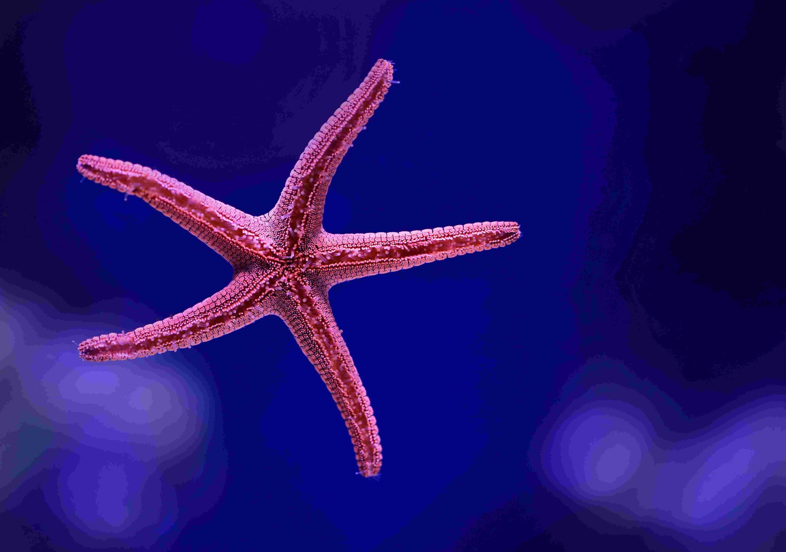 non financial reporting software blog starfish pink cority