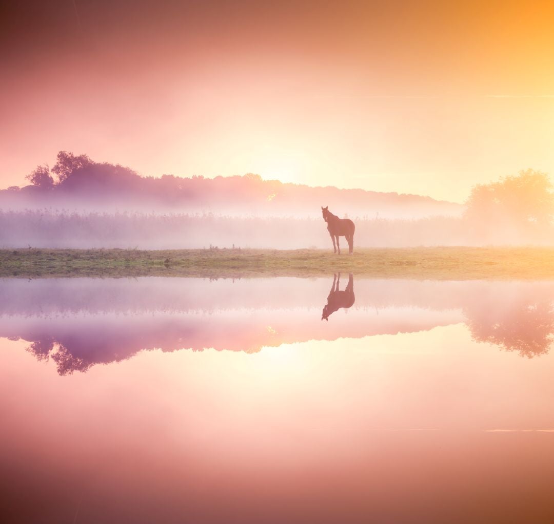 nature climate scenarios blog horse nature scenery pink cority