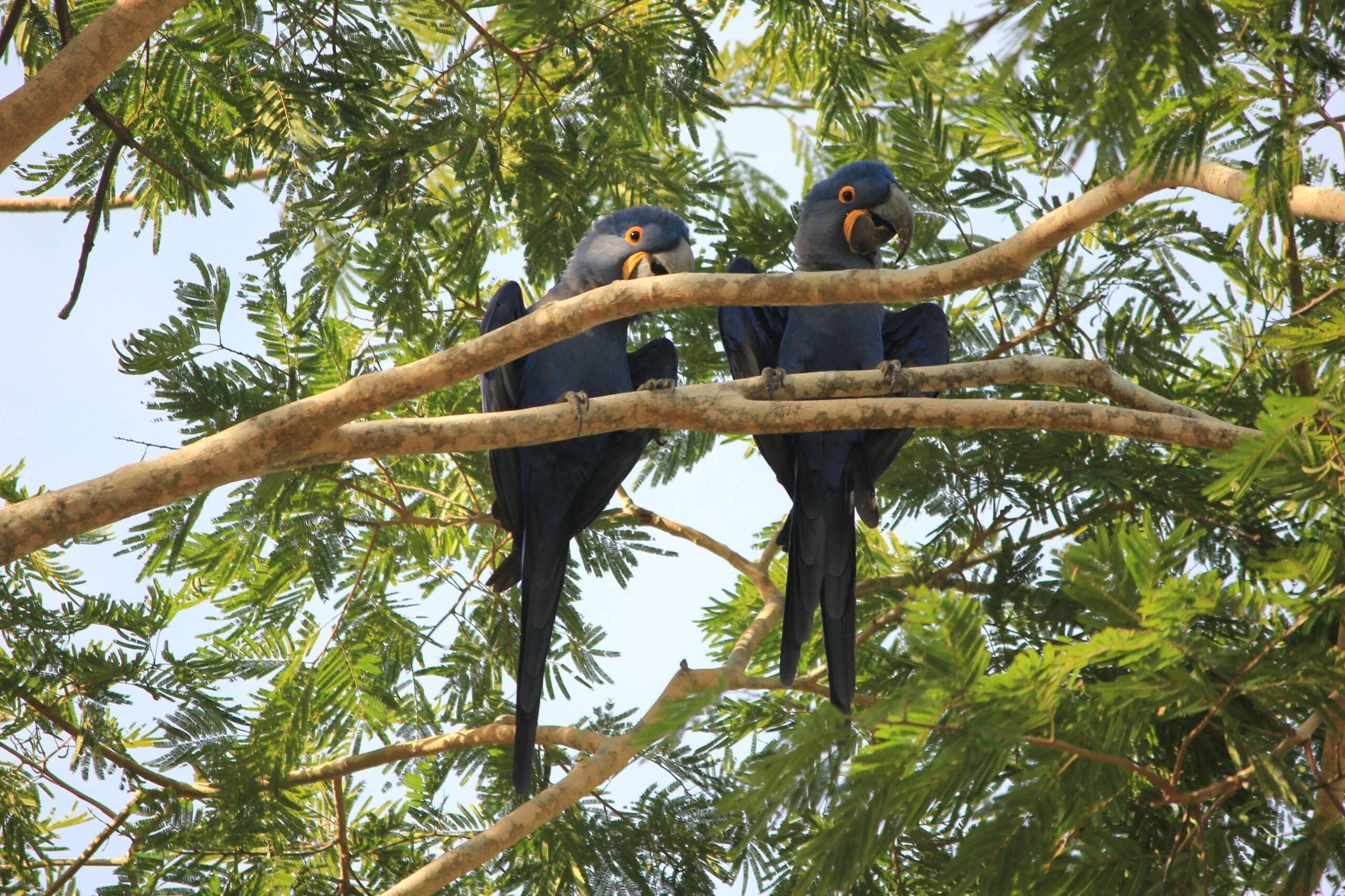 Supreme court chevron deference blog birds photo